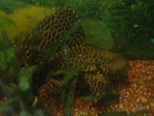 segelflossen schilderwels