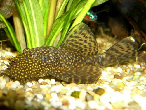 antennenwelse ancistrus dolchiopterus abzugeben