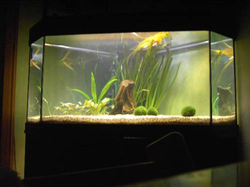 verkaufe l eckaquarium