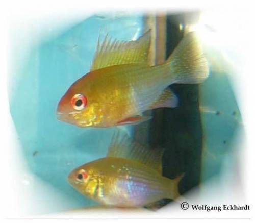 schmetterlings buntbarsche langflossig oder gold