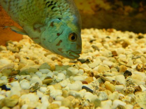 cichlasoma octofasciatum blue dempsey