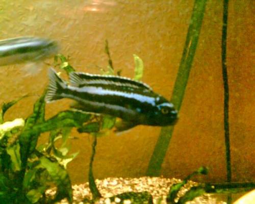 barsche ca cm gro� aus eigener zucht