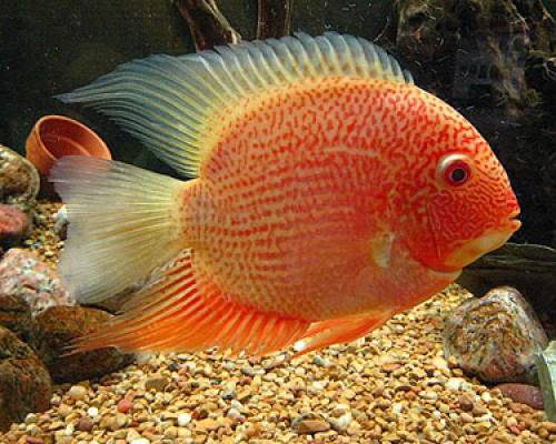 heros severum red spotted rotpunkt augenfleck buntbarsch 