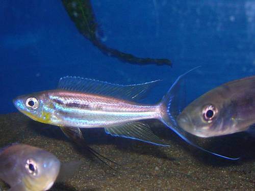 wf gruppe benthochromis tricoti