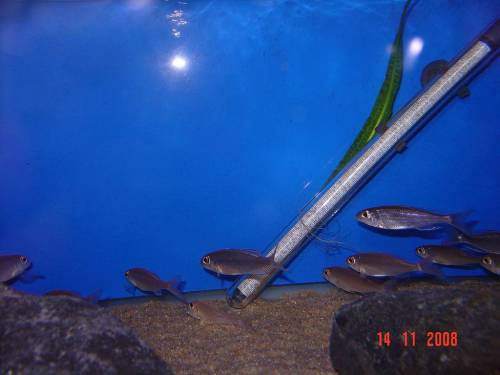 lestradea perspicax gruppe aus dem tanganjikasee