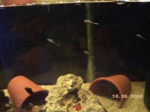 antennenwelsbabys abzugeben