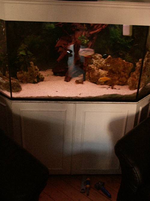 tetraodon mbu im komplett eckaquarium aquarium