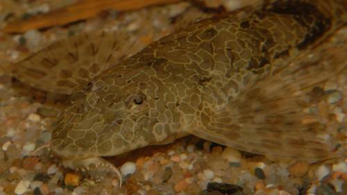 hemiloricaria teffeana