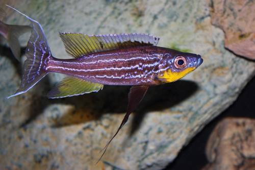 wf gruppe benthochromis tricoti