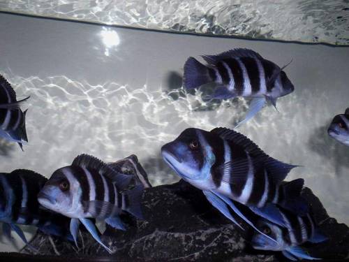  x frontosa blue zaire kitumba