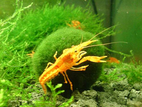 cpo cambarellus patzcuarensis orange