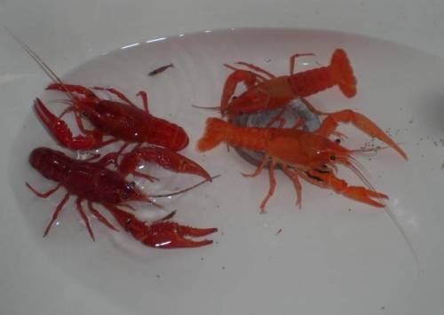  orange krebse procambarus clarkii