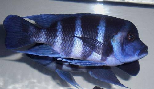 frontosa blue zaire wf moba