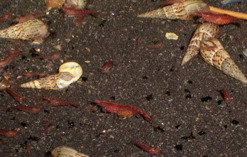 red cherry fire garnelen