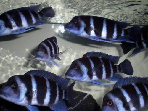  x frontosa blue zaire kitumba