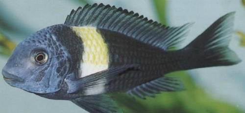 tropheus morii murago