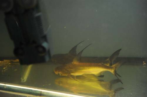 hochflossen haiwels pangasius sanitwongsei cm 