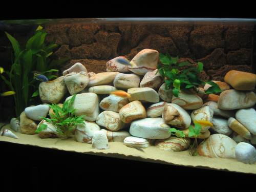 komplette aquariumanlage preisg�nstig abzugeben