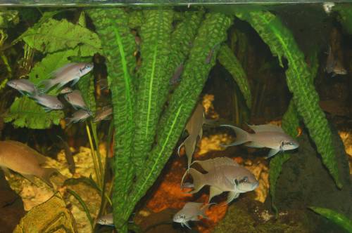 prinzessin von burundi neolamprologus elongatus