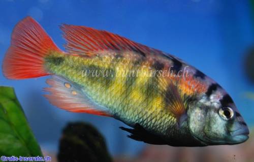 haplochromis red back nachwuchs