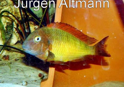 tropheus moorii sonderangebote