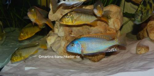 buccochromis rohadesi yellow in cm