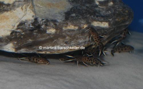 synodontis petricola