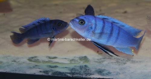 mbunas in allen farben und gr��en