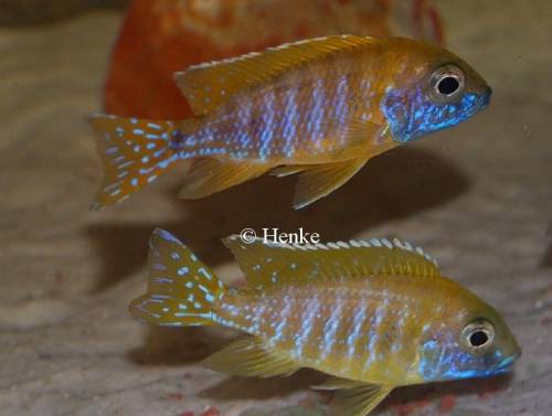 malawis non mbunas utaka kaiser r�uber welse