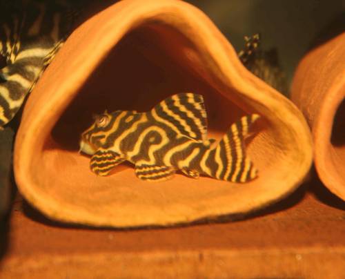 fischb�rse in esslingen am