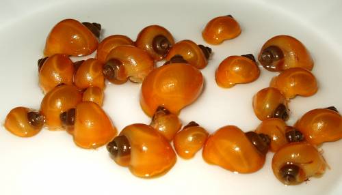 gelbe apfelschnecken