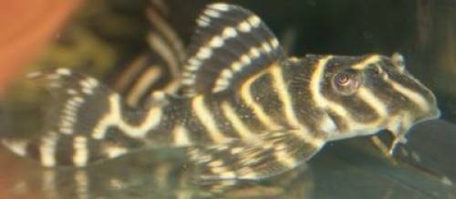 l welse ancistrus rot sturisoma