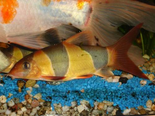 zwei prachtscmerlen zu verkaufen