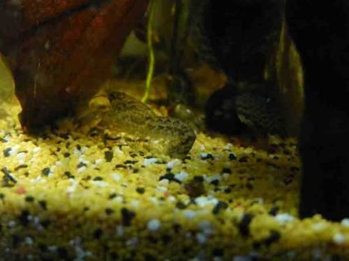 cambarellus puer knabenkrebse nachwuchs abzugeben