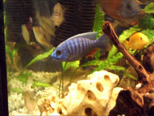  sciaenochromis fryeri variante iceberg alias ahli
