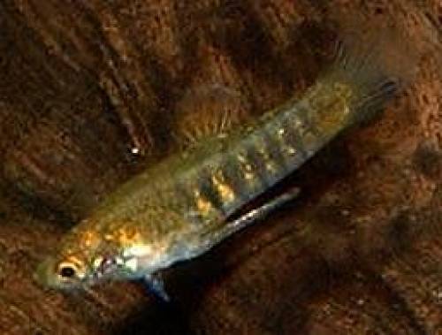 zwergschmuckk�rpfling neoheterandria elegans