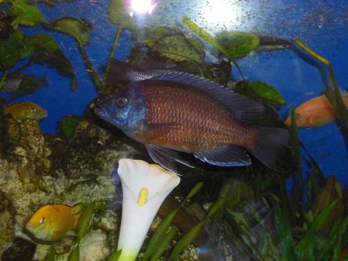 copadichromis borleyi kadango red fin