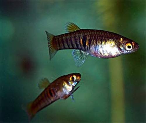 zwergschmuckk�rpfling neoheterandria elegans