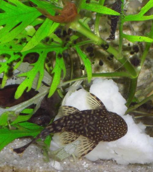 antennenwels ancistrus dolichopterus