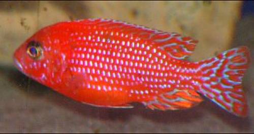 aulonocara spec firefish