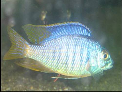 malawi cichliden aus hobbyzucht