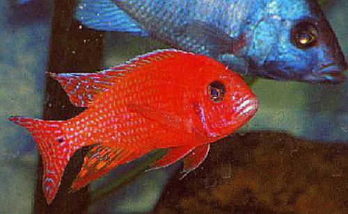 malawis aus hobyzucht