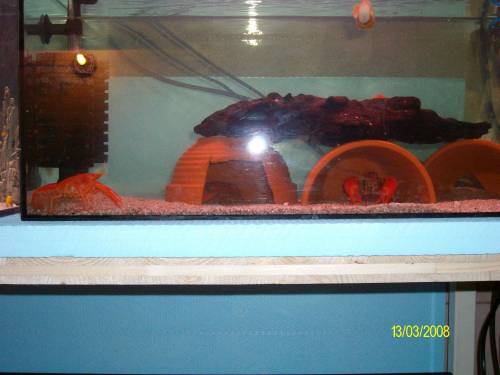 procambarus clarkii orange