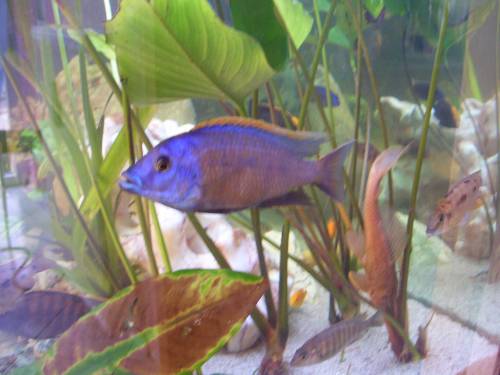 malawibuntbarsche g�nstig zu verkaufen