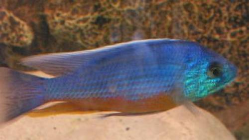 protomelas spilonotus tanzania