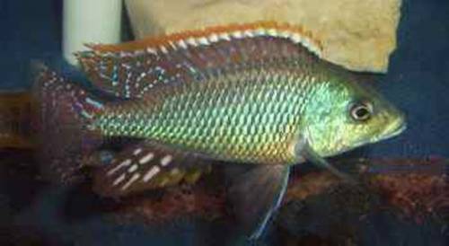 otopharnix tetrastigma