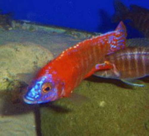 aulonocara red rubin