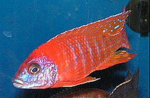 aulonocaras aus hobbyzucht