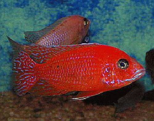 aulonocara spec firefish