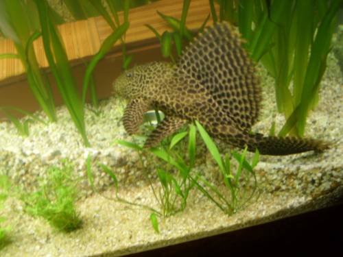 rarit�t sehr selten eingef�hrt liposarcus multiradiatus